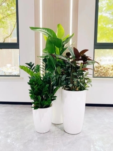 专业植物出租在宁波镇海，装点生活新模样